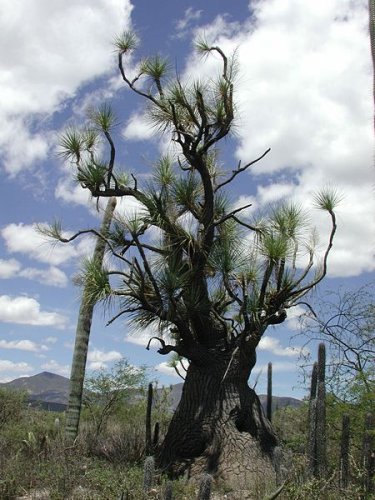 Adult specimen of Beaucarnea gracilis