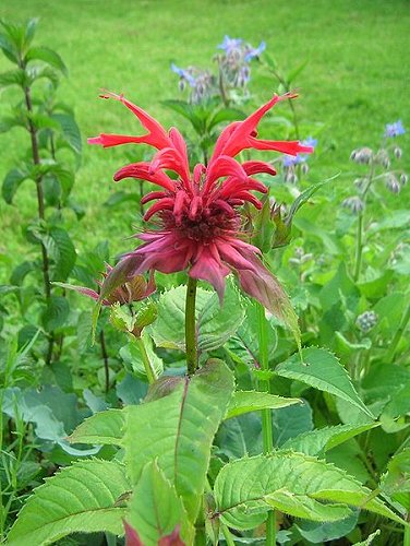 Monarda didyma