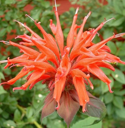 Monarda didyma