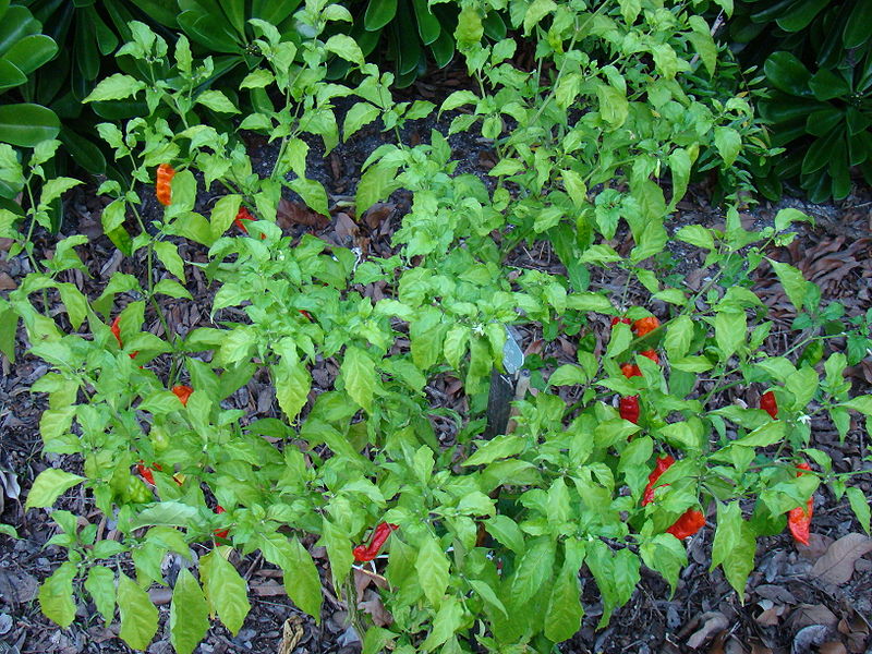 Bhut Jolokia plant