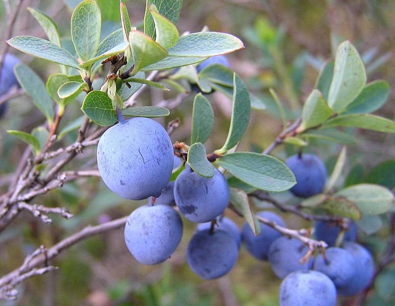 Bilberries