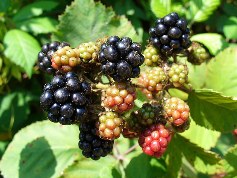 Blackberries in different stages