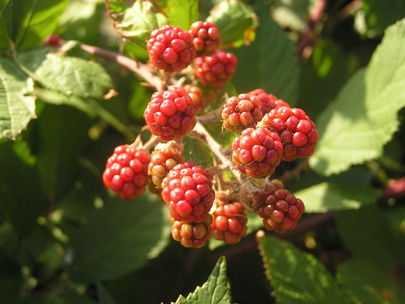 Unripe Blackberries