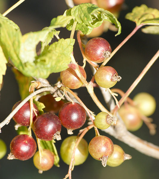 Unripe blackcurrants