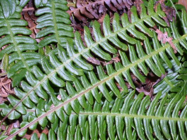 Blechnum spicant