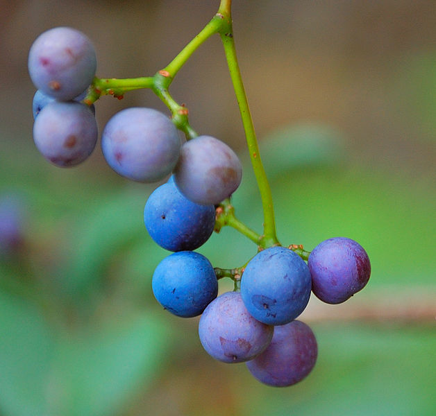 Wild Blueberries