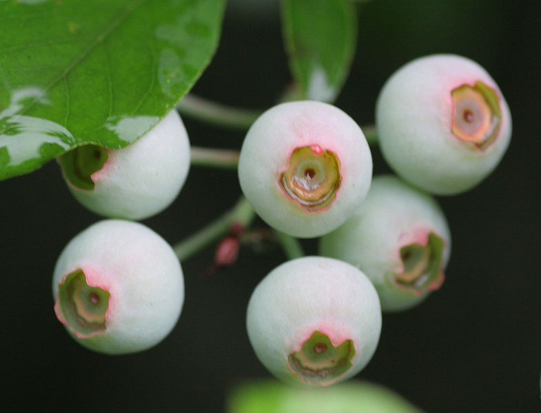 Unripe Blueberries