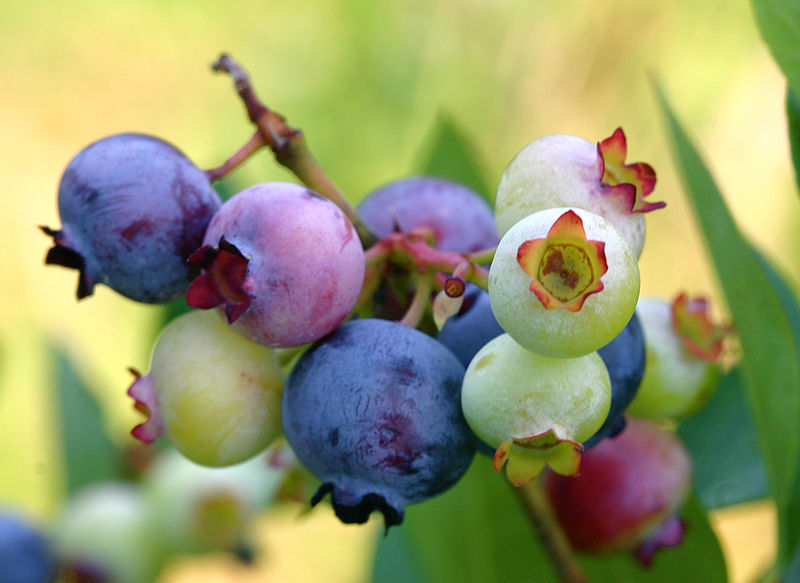 Blueberries in different stages