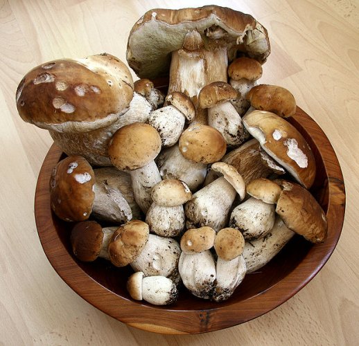 Boletus edulis