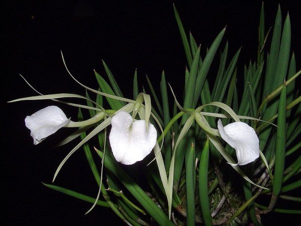 Brassavola nodosa