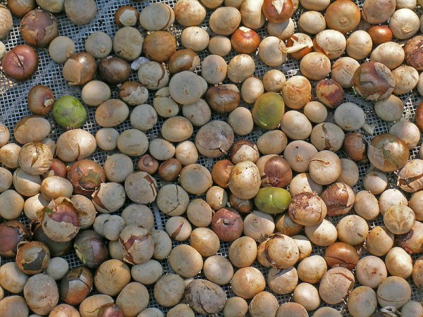 Breadnuts being dried under the sun