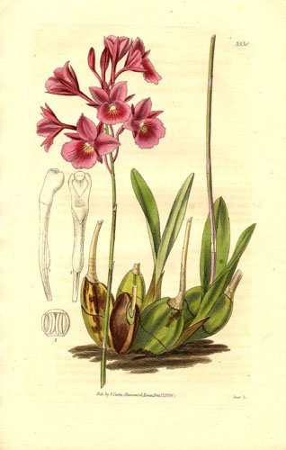 Broughtonia sanguinea