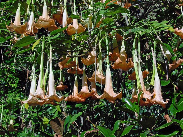 Brugmansia versicolor