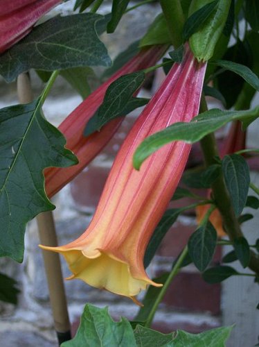 Brugmansia vulcanicola