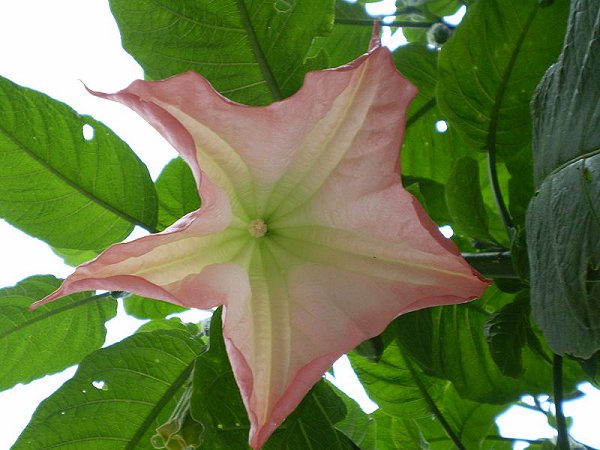 Brugmansia suaveolens