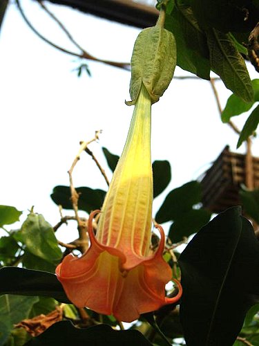 Brugmansia sanguinea