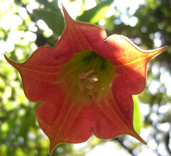 Close-up of Brugmansia sanguinea