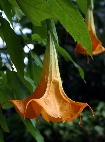 Brugmansia