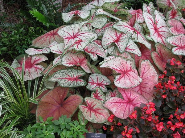 Caladium x hortulanum