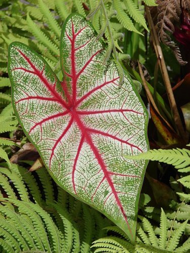 Caladium bicolor