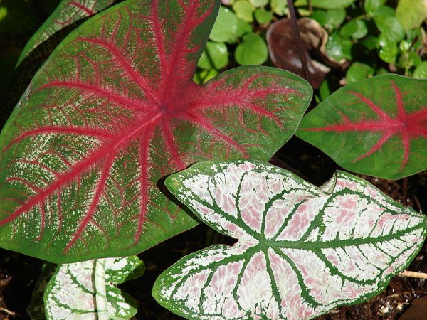 Caladium bicolor