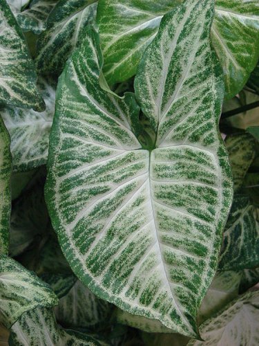 Caladium bicolor