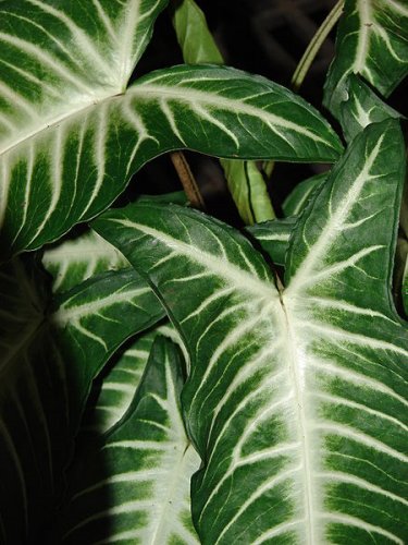 Caladium lindenii