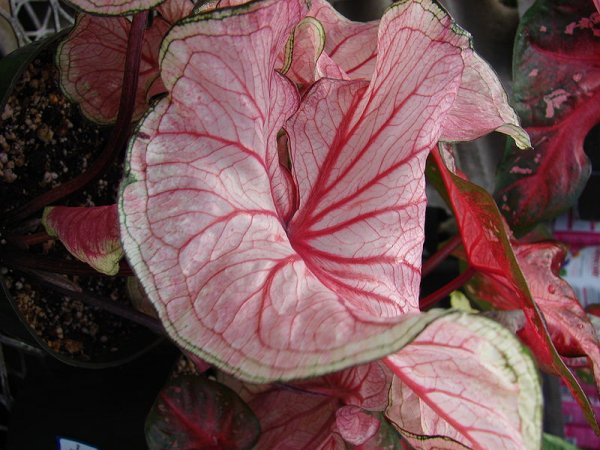 Caladium