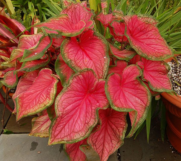 Caladium bicolor 'Florida Sweetheart'