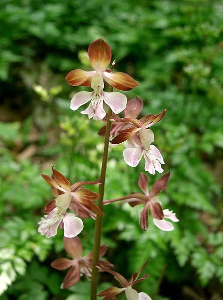 Calanthe discolor