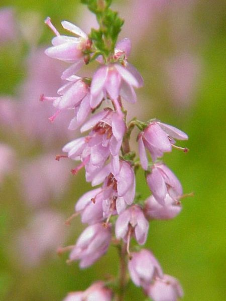 Calluna vulgaris