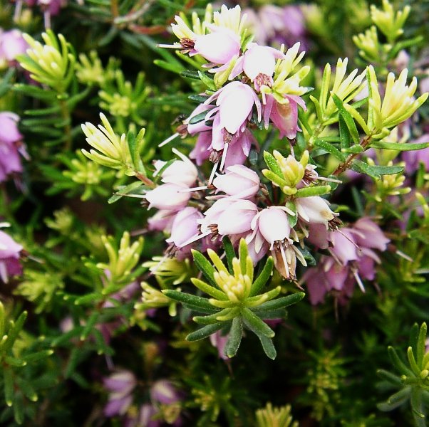 Calluna vulgaris