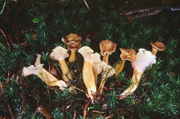 Cantharellus tubaeformis