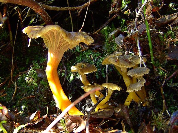 Cantharellus tubaeformis