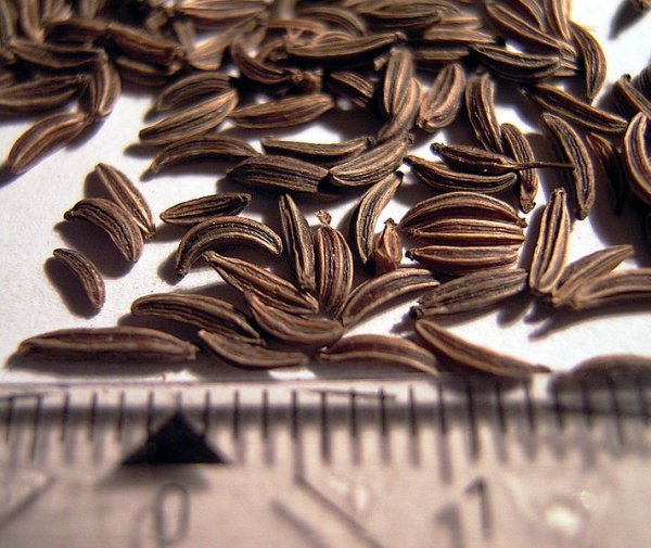 Caraway fruits