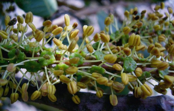 Carob male flower