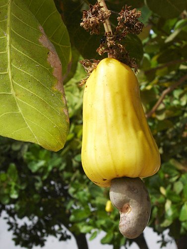 Cashew nut