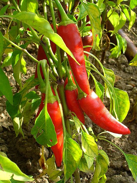 Cayenne pepper