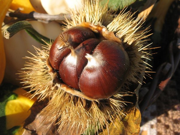 Chestnuts