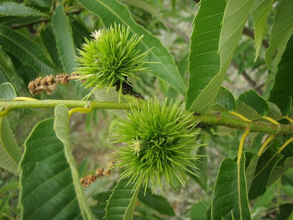 Young chestnuts