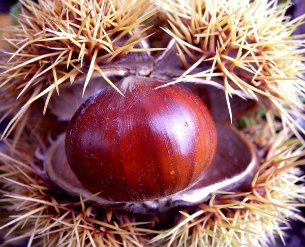 Sweet Chestnut