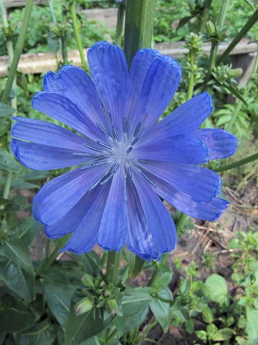 Chicory flower