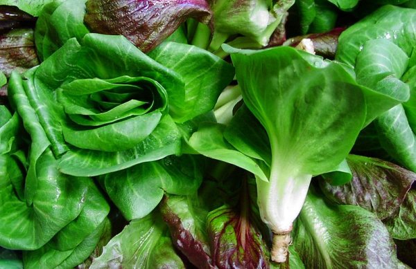 Radicchio Grumolo grn