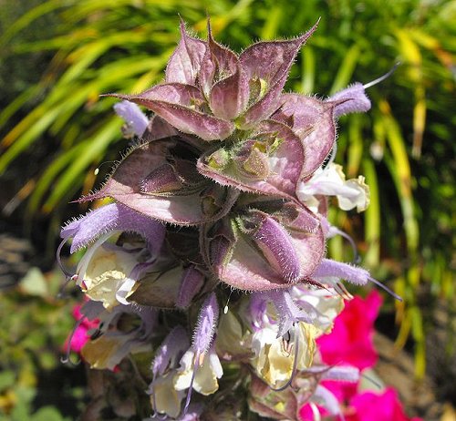 Clary flowers