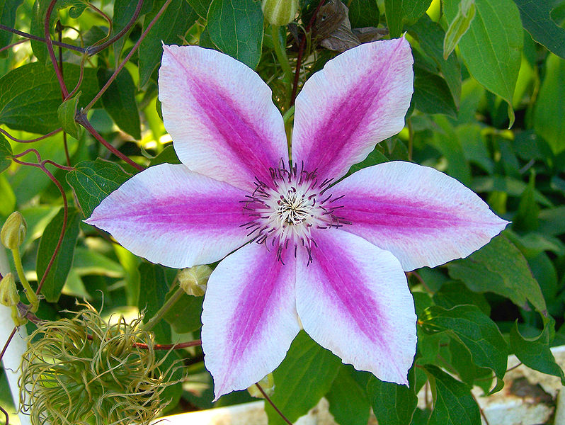 Clematis 'Souvenir du Capitaine Thuilleaux'