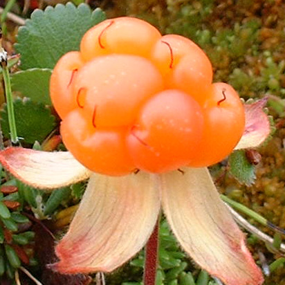 Cloudberries