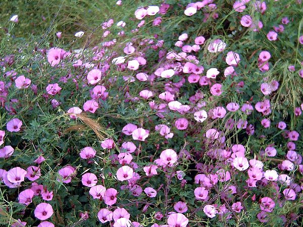 Convolvulus althaeoides