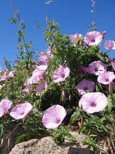 Convolvulus althaeoides