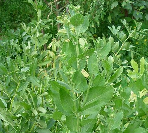 Costmary