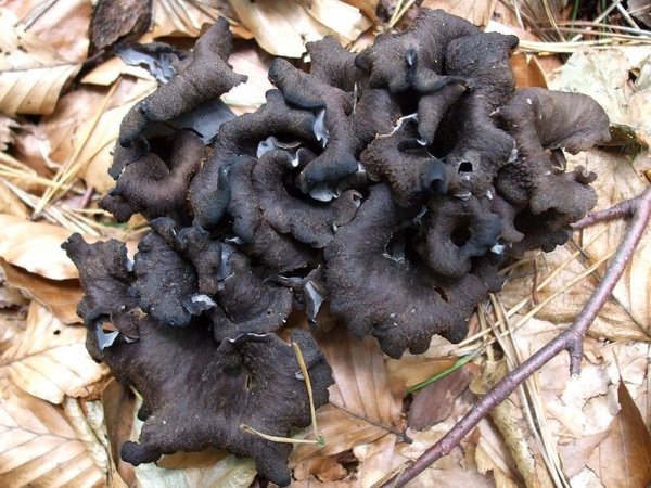 Craterellus cornucopioides